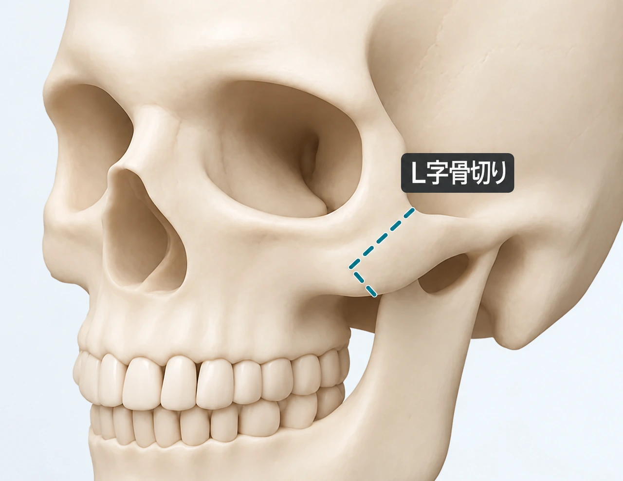頬骨下部の構造