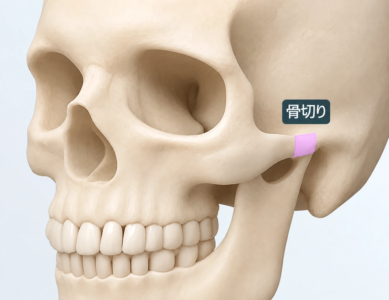 前方の頬骨の構造