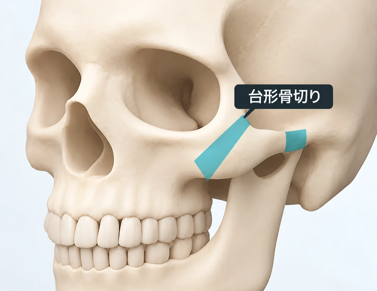 斜めから見た頬骨の構造